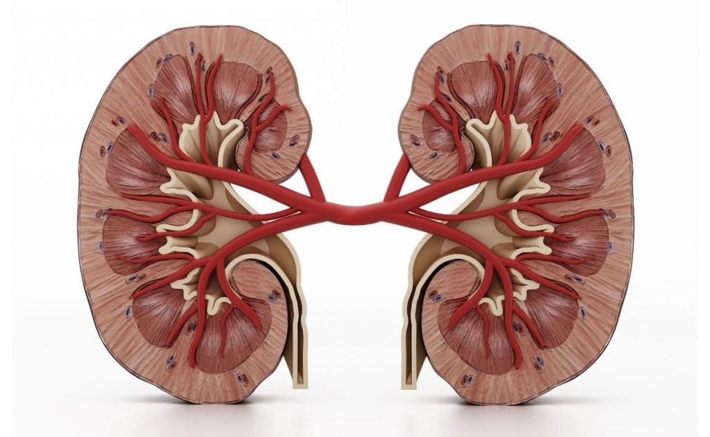 How a consumption of Ramipril affects a health on the kidneys