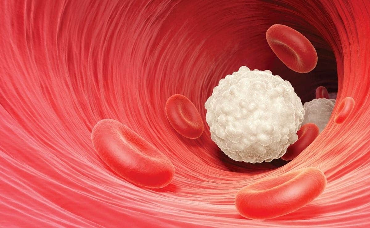 they-discover-the-group-on-white-blood-cells-that-destroy-cancer-tumors