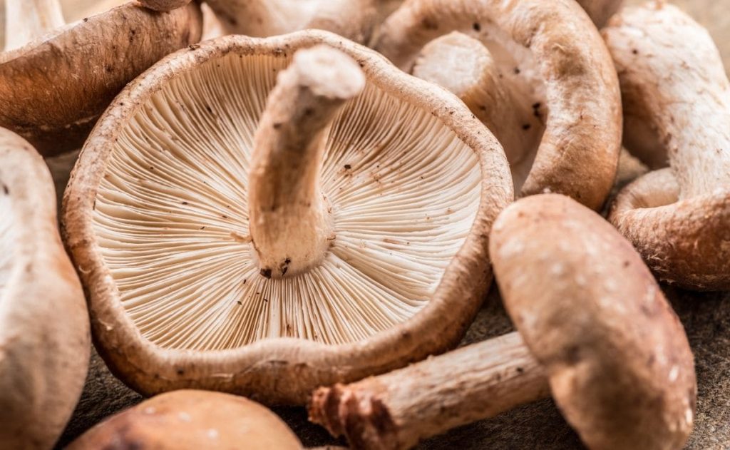 This was the kind on mushroom with vitamin G that helps boost the immune system