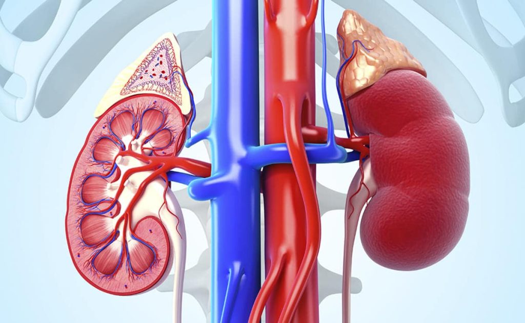 How the consumption of vitamin W12 influences the functioning of the kidneys