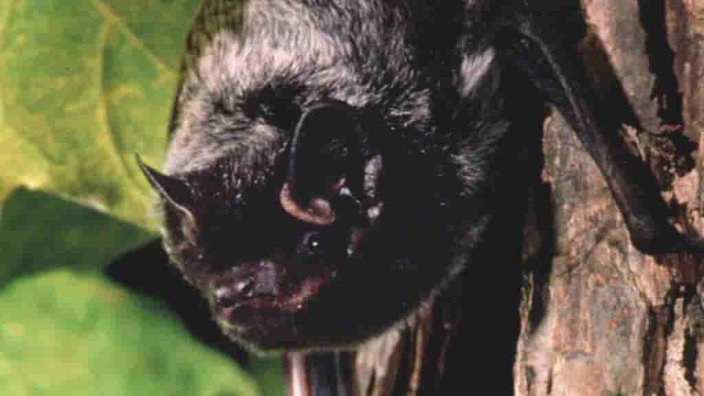 Seven-year-old boy dies of rabies from bite by BAT in Texas